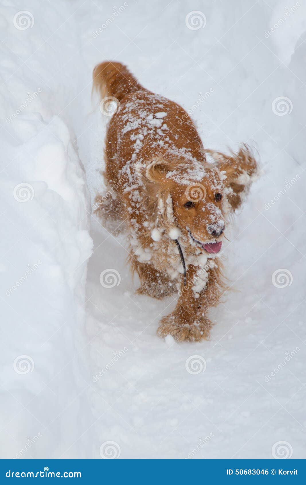 Spaniel in the snow stock photo. Image of emotions, activity 50683046