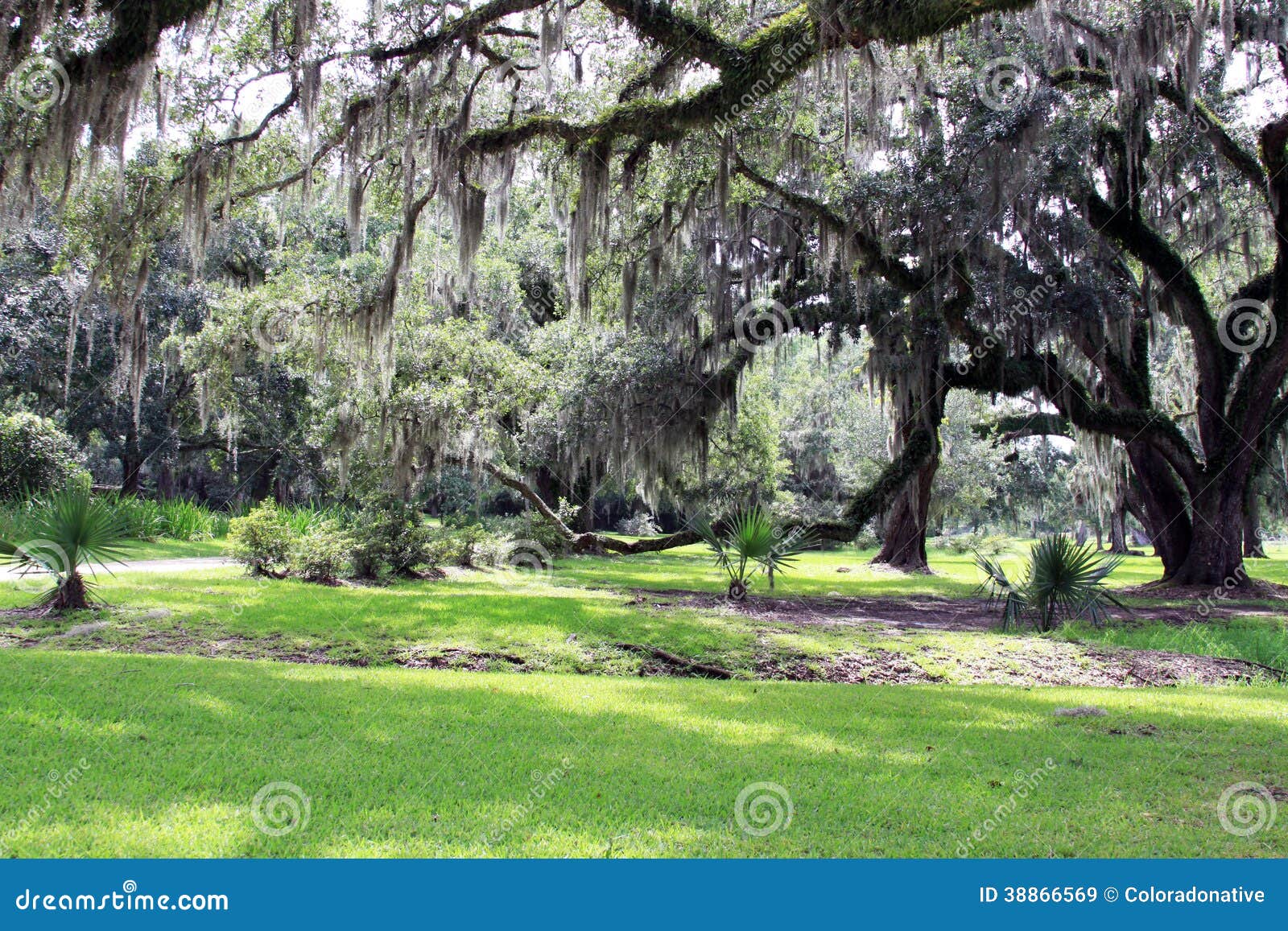 Spanisch Moss Hanging Von Live Oak Trees Stockbild Bild
