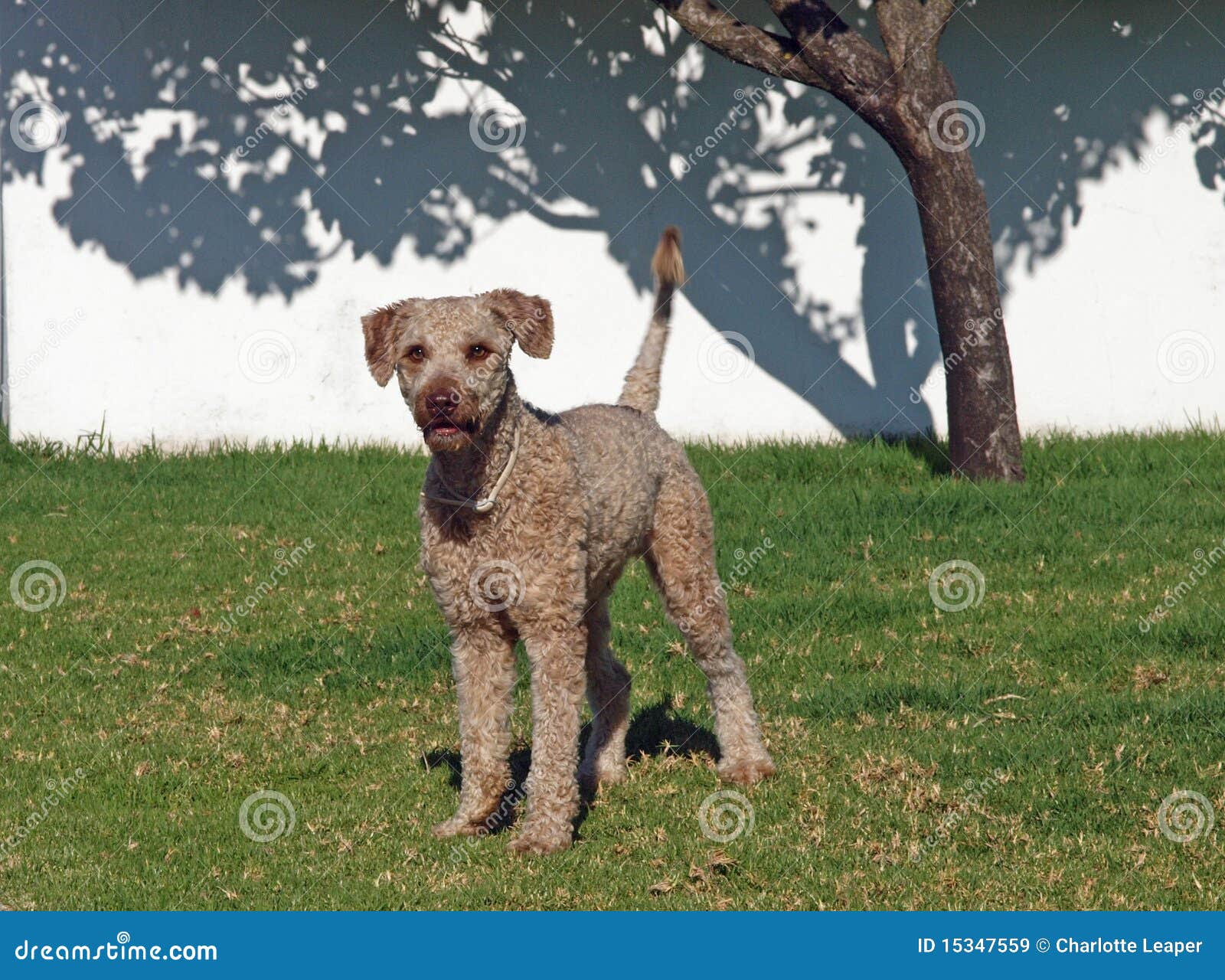 Spanischer WasserHund stockbild. Bild von wasser, hund 15347559