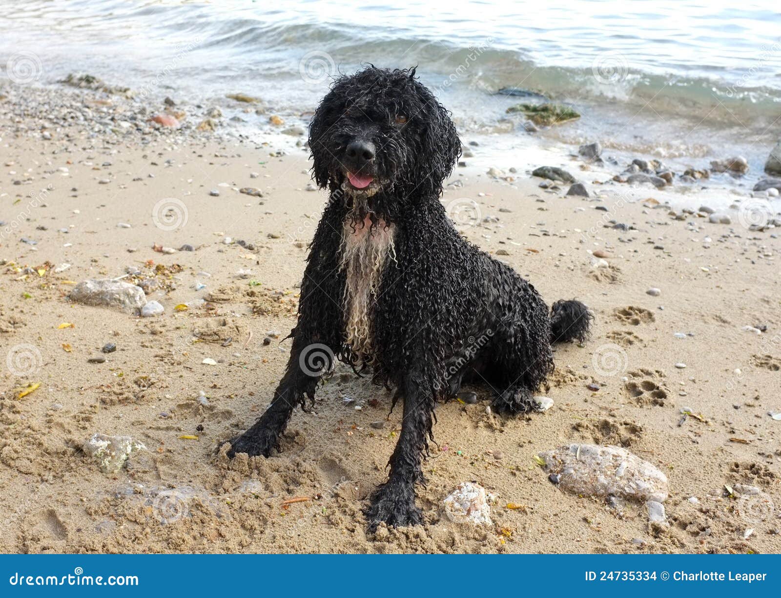 Spanischer WasserHund Auf Dem Strand Stockfoto Bild von haarig