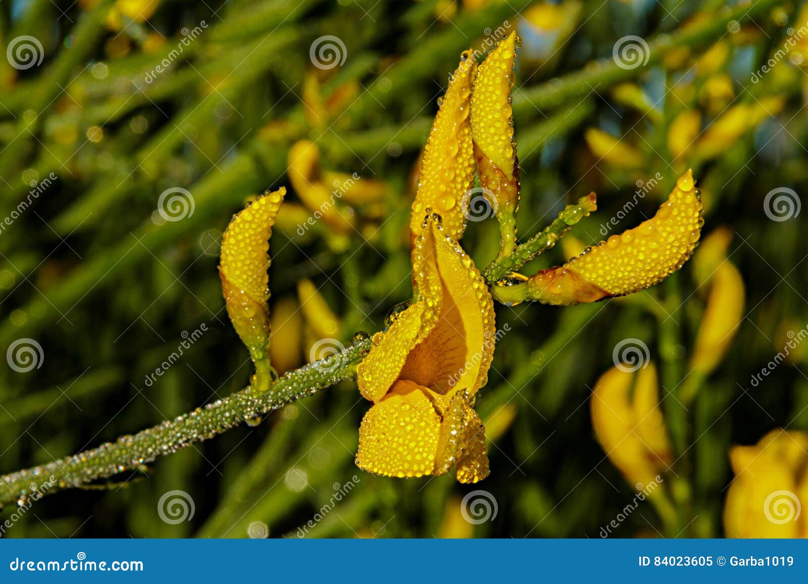 Spanish broom flowers stock image. Image of decoration 84023605