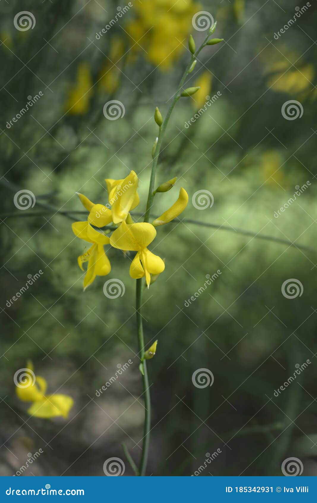 Spanish broom stock image. Image of yellow, close, weavers 185342931