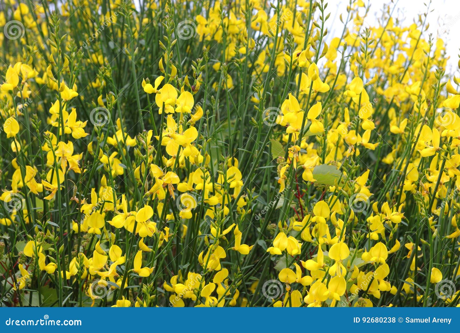 Spanish Broom or Weaver`s Broom Bloom Stock Photo Image of