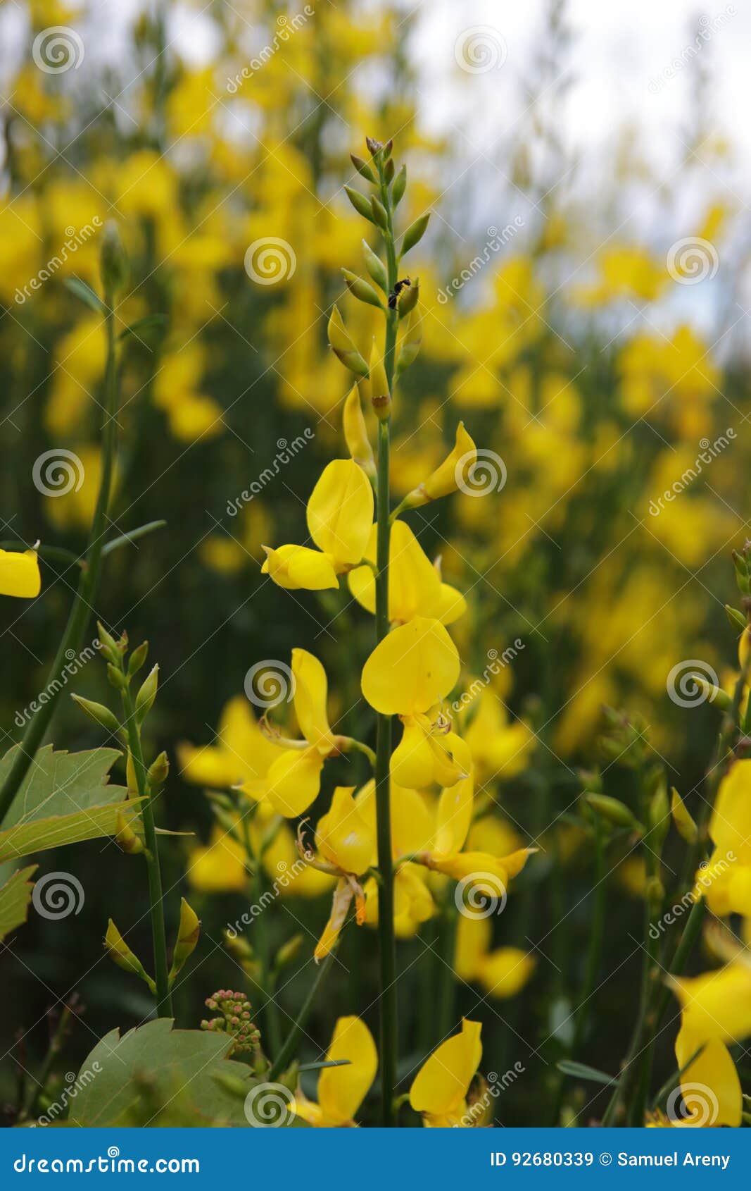 Spanish Broom or Weaver`s Broom Bloom Stock Image Image of nature