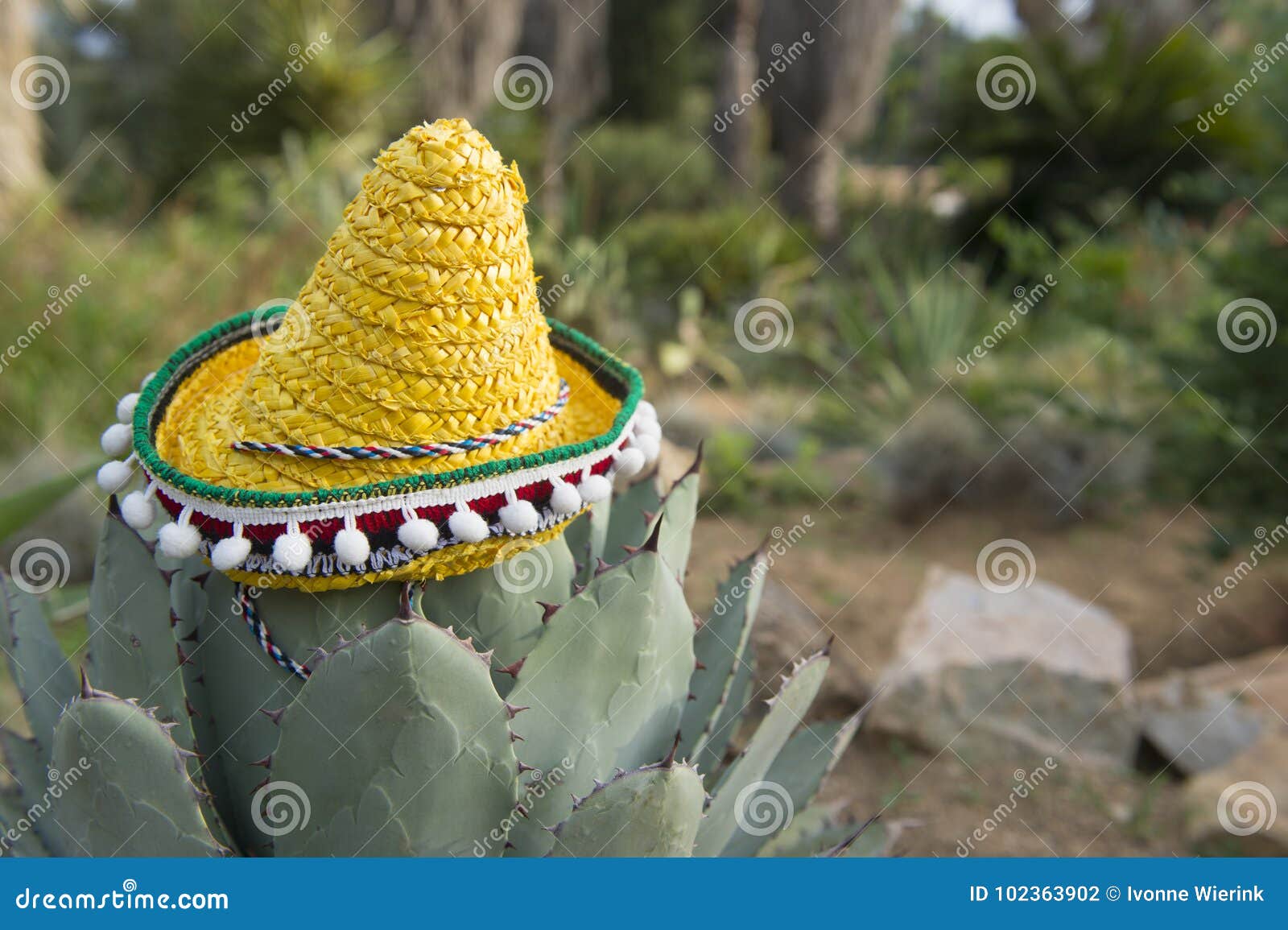 Spanish cactus with hat stock photo. Image of dressed - 102363902