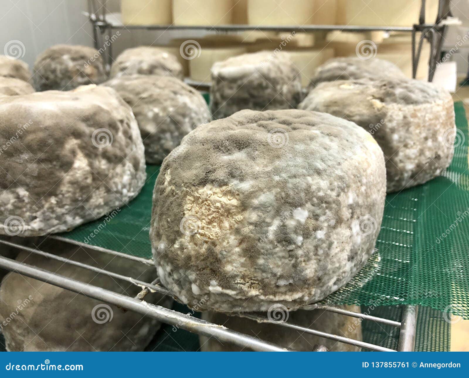 Spanish cheese aging stock image. Image of process, agriculture 137855761