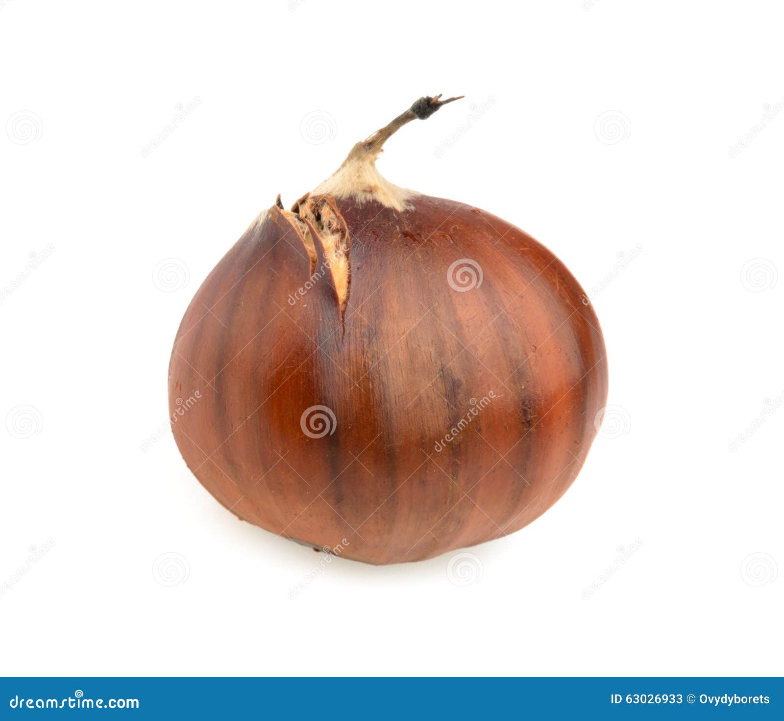 Spanish Chestnuts Isolated on White Stock Image Image of edible, food