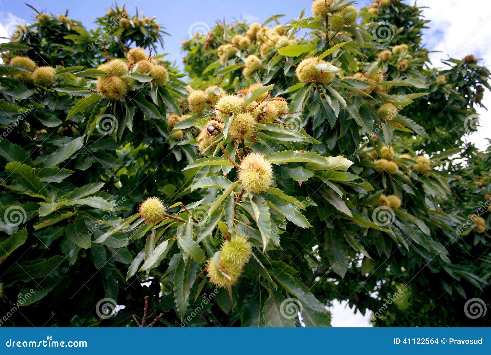 Spanish chestnuts stock photo. Image of andalusia, chestnuts 41122564