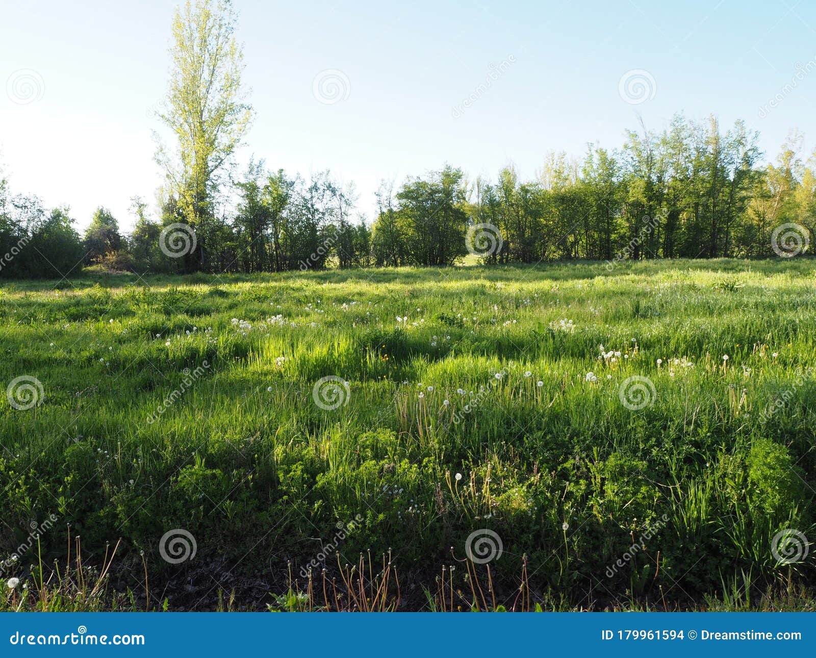 spanish countryside - spanish meadow