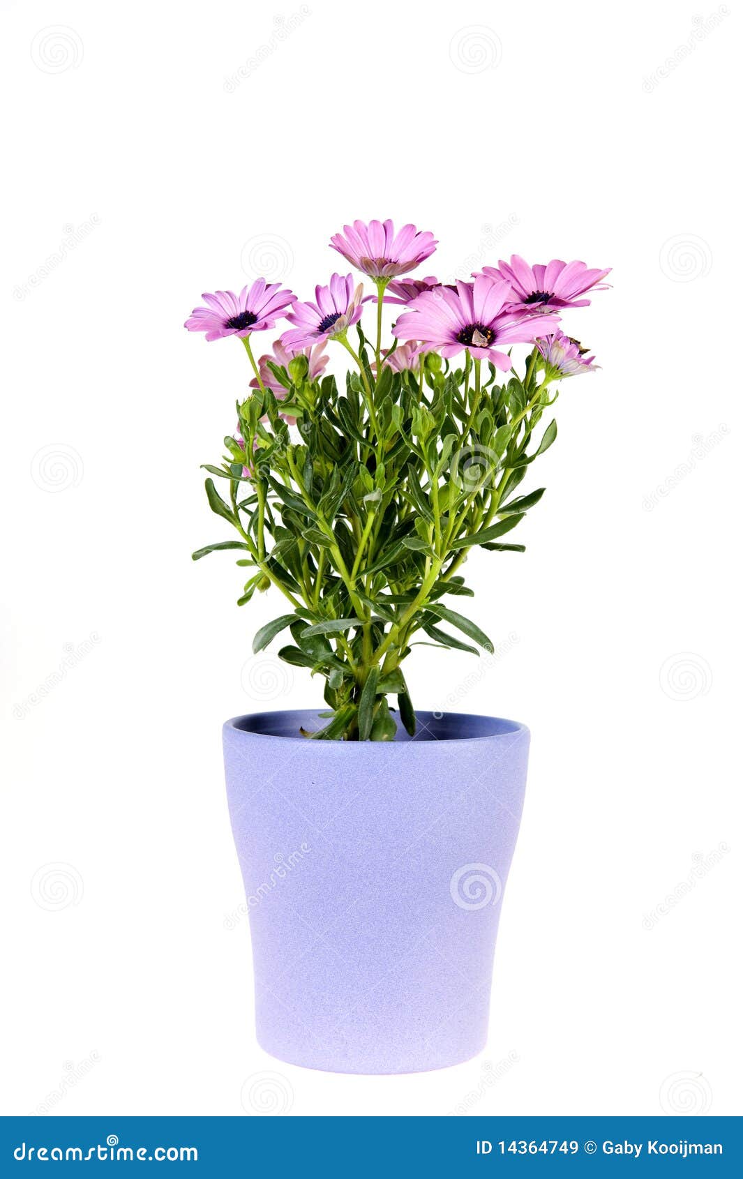 Spanish daisy stock image. Image of daisy, flower, season 14364749