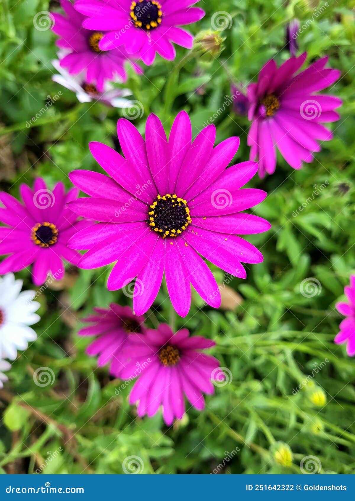 Spanish daisy stock photo. Image of flower, plant, bloom 251642322