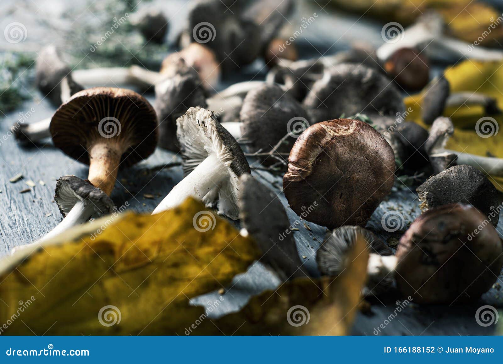 Spanish Edible Mushrooms on a Table Stock Photo Image of catalan