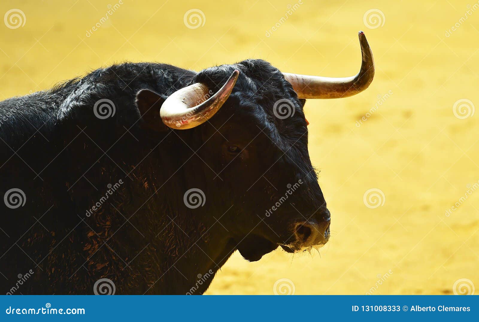 The Bull Running a Bullfight in Spain Stock Image - Image of ferocious ...