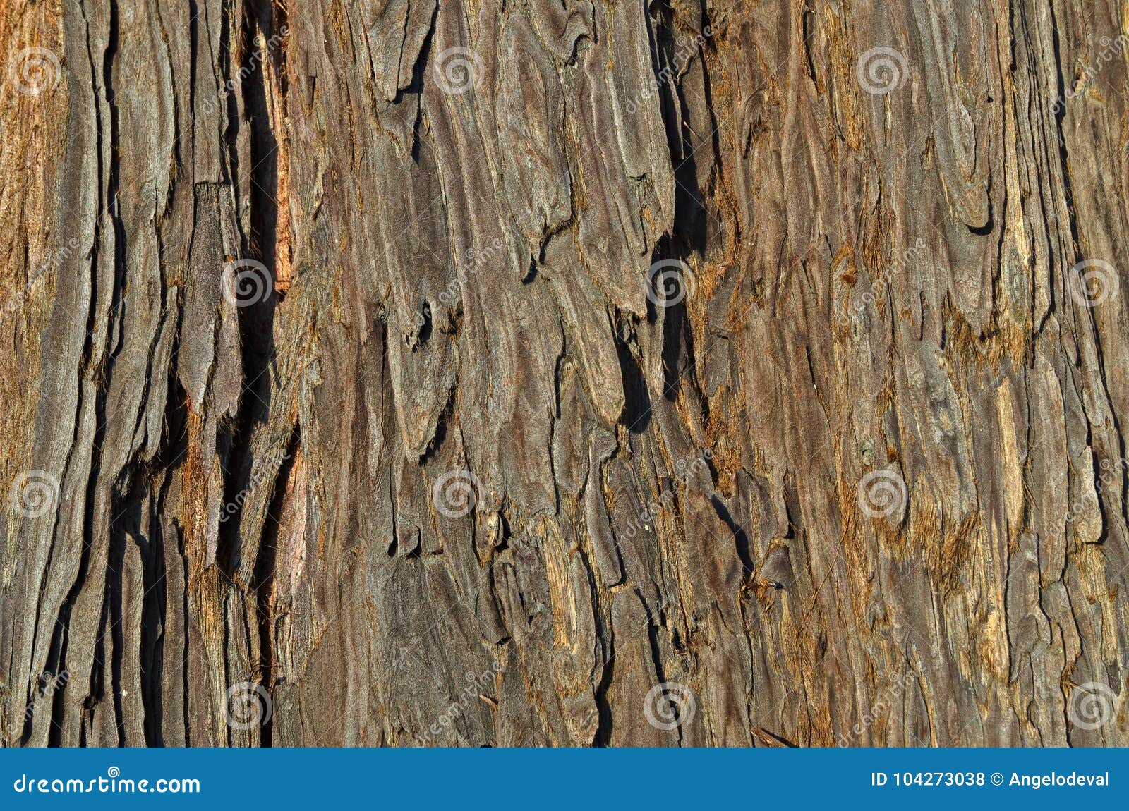 spanish fir raw wood texture