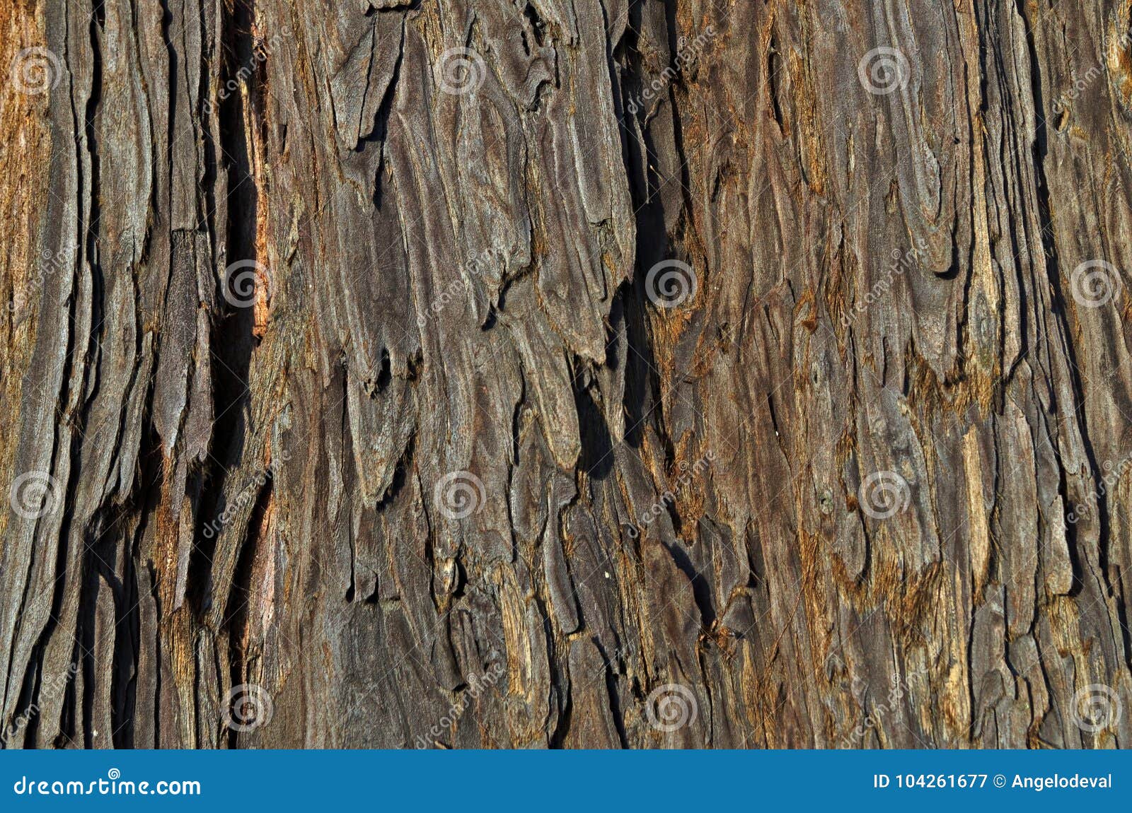 spanish fir raw wood texture