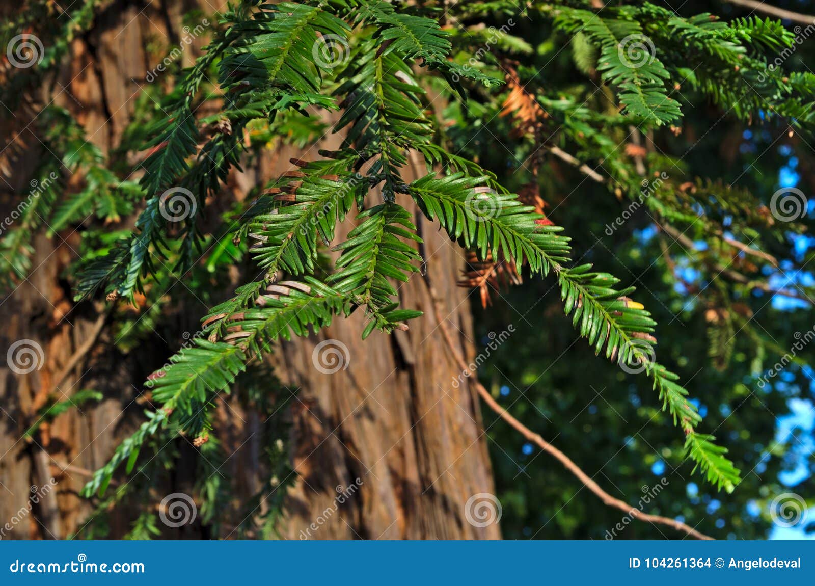 spanish fir tree leaves