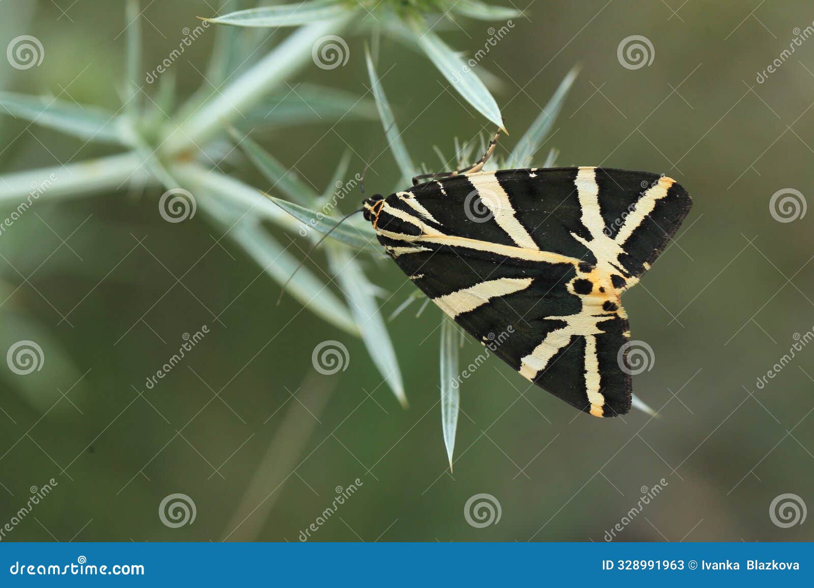 spanish flag moth