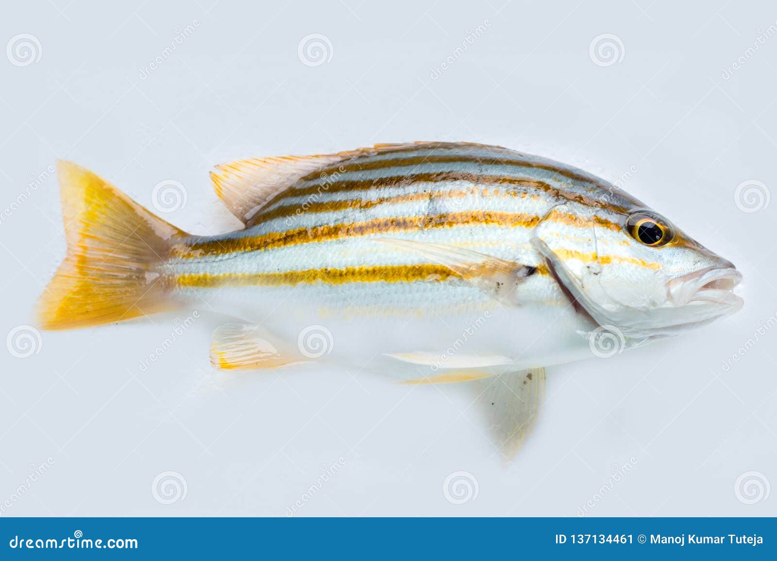Spanish Flag Snapper Fish on White Background Stock Image - Image of line, snapper: 137134461 Spanish Flag Snapper Fish on White Background Stock Image - Image of line, snapper: 137134461