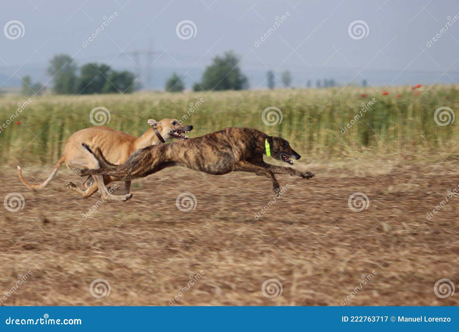 spanish greyhound dog race hare hunting speed delivers passion