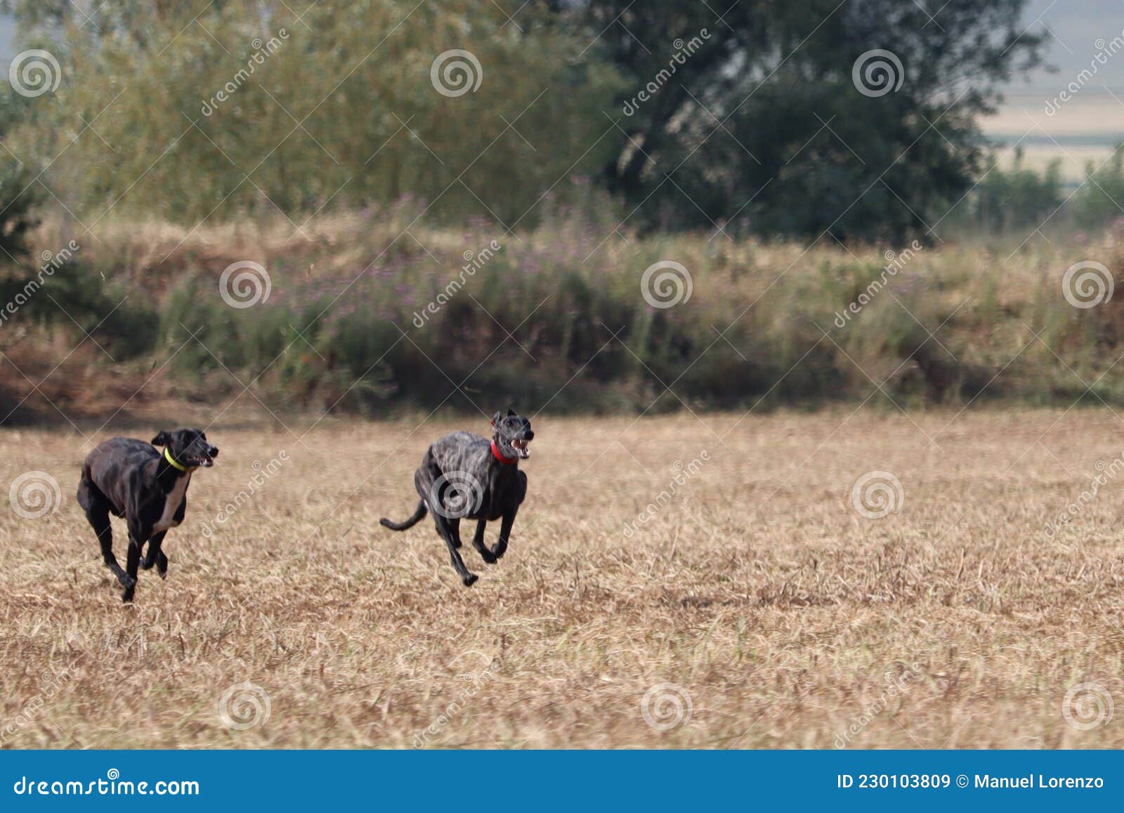 spanish greyhound dog race hare hunting speed delivers passion