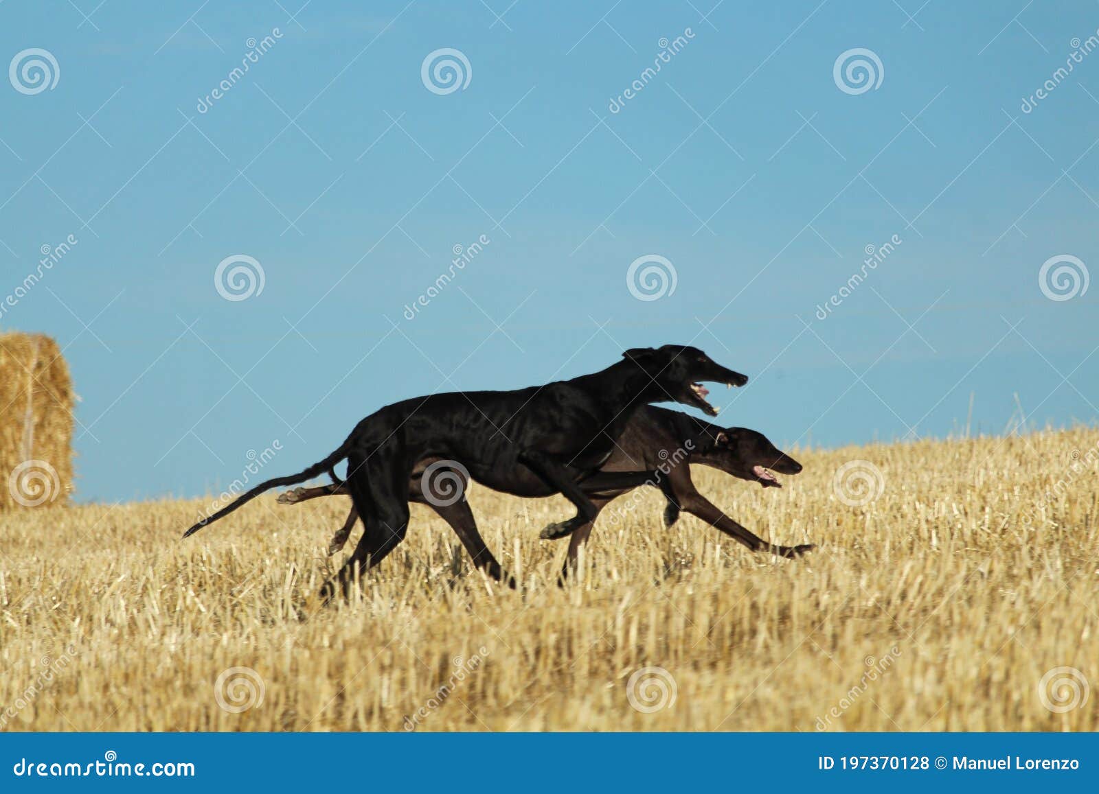 spanish greyhound in mechanical hare race in the countryside