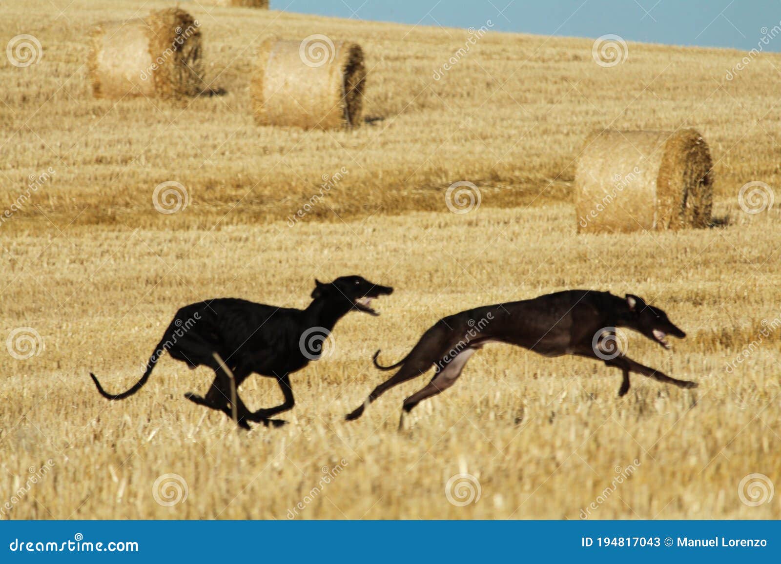 spanish greyhound in mechanical hare race in the countryside