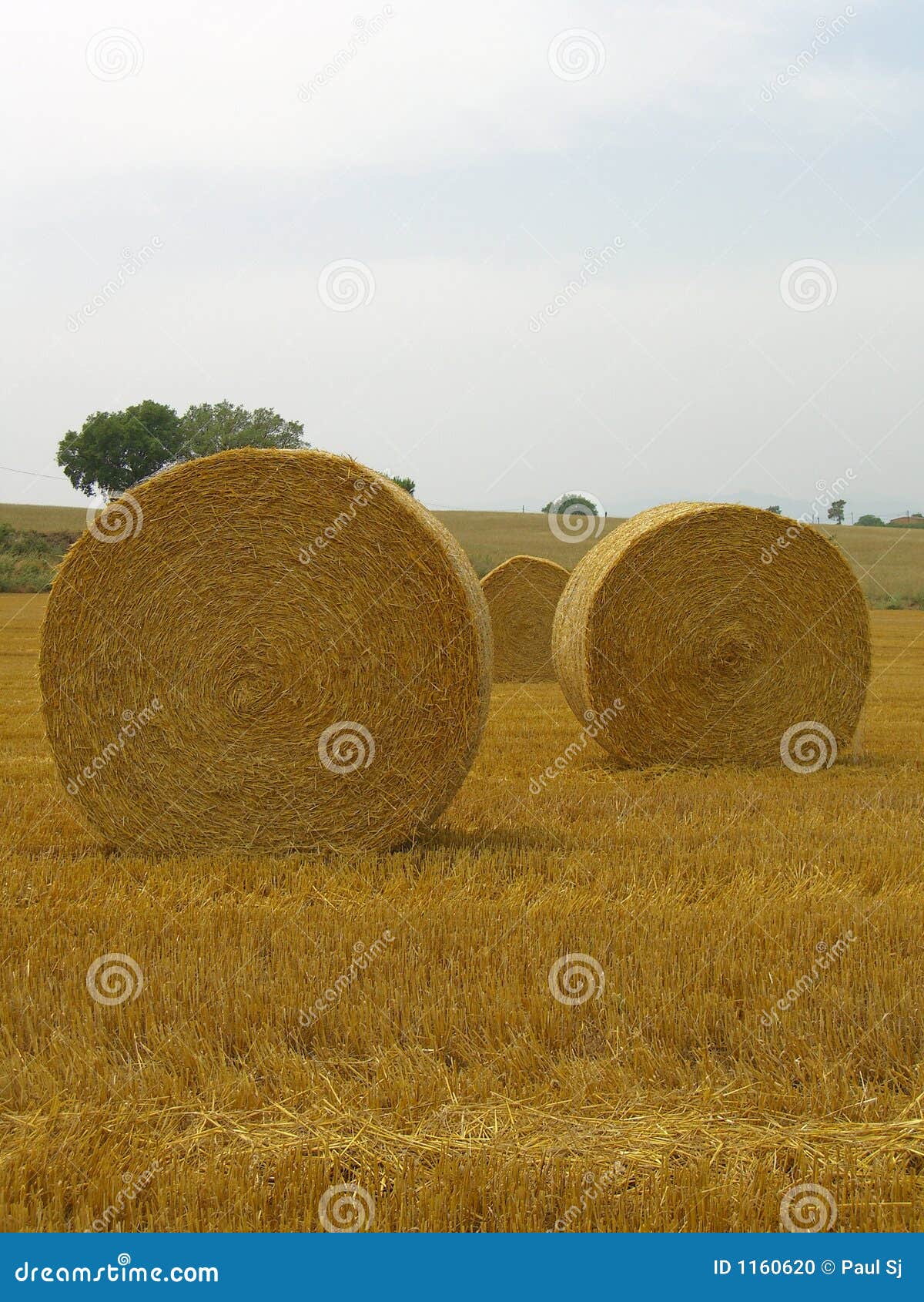 Spanish hay stock photo. Image of pastoral, round, field 1160620