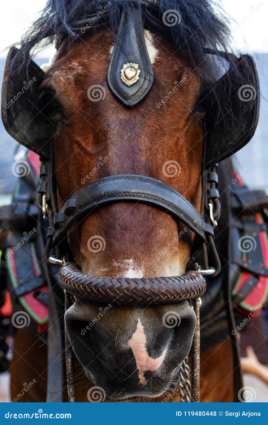 Spanish horse stock photo. Image of freedom, equestrian 119480448
