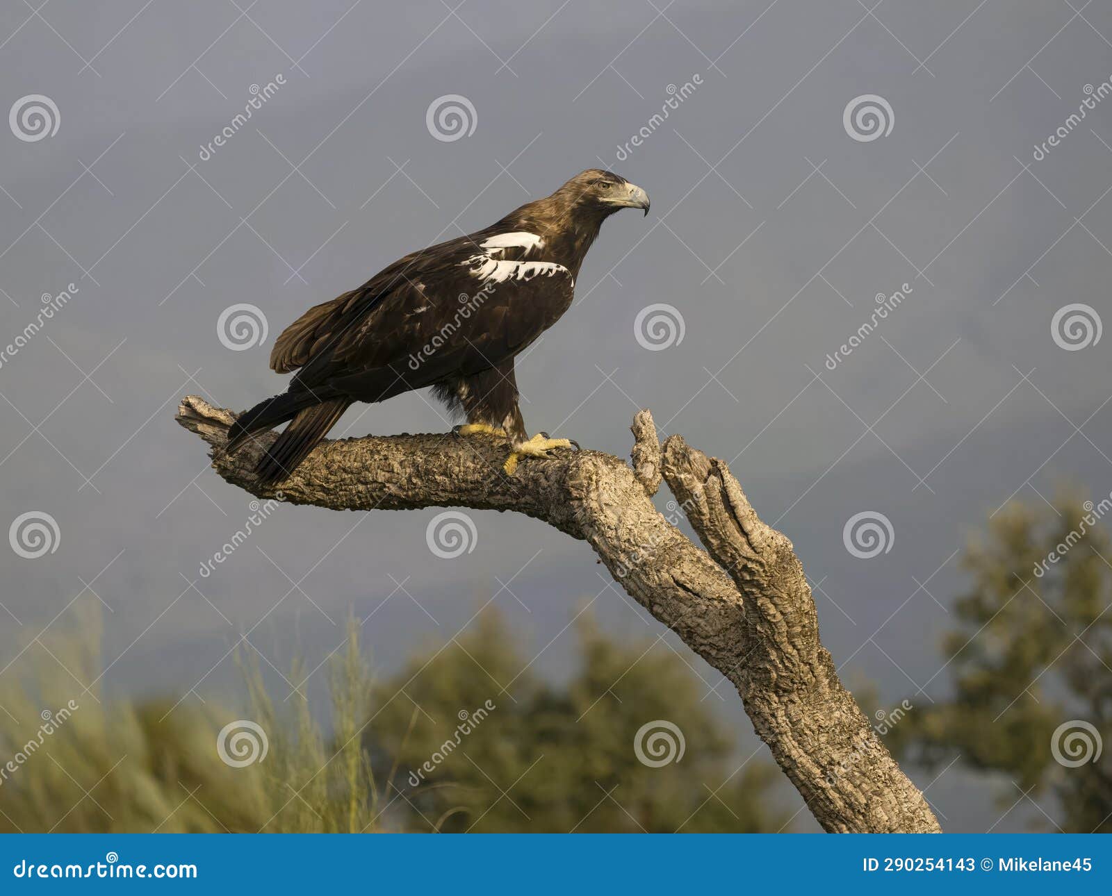 spanish imperial eagle, aquila adalberti