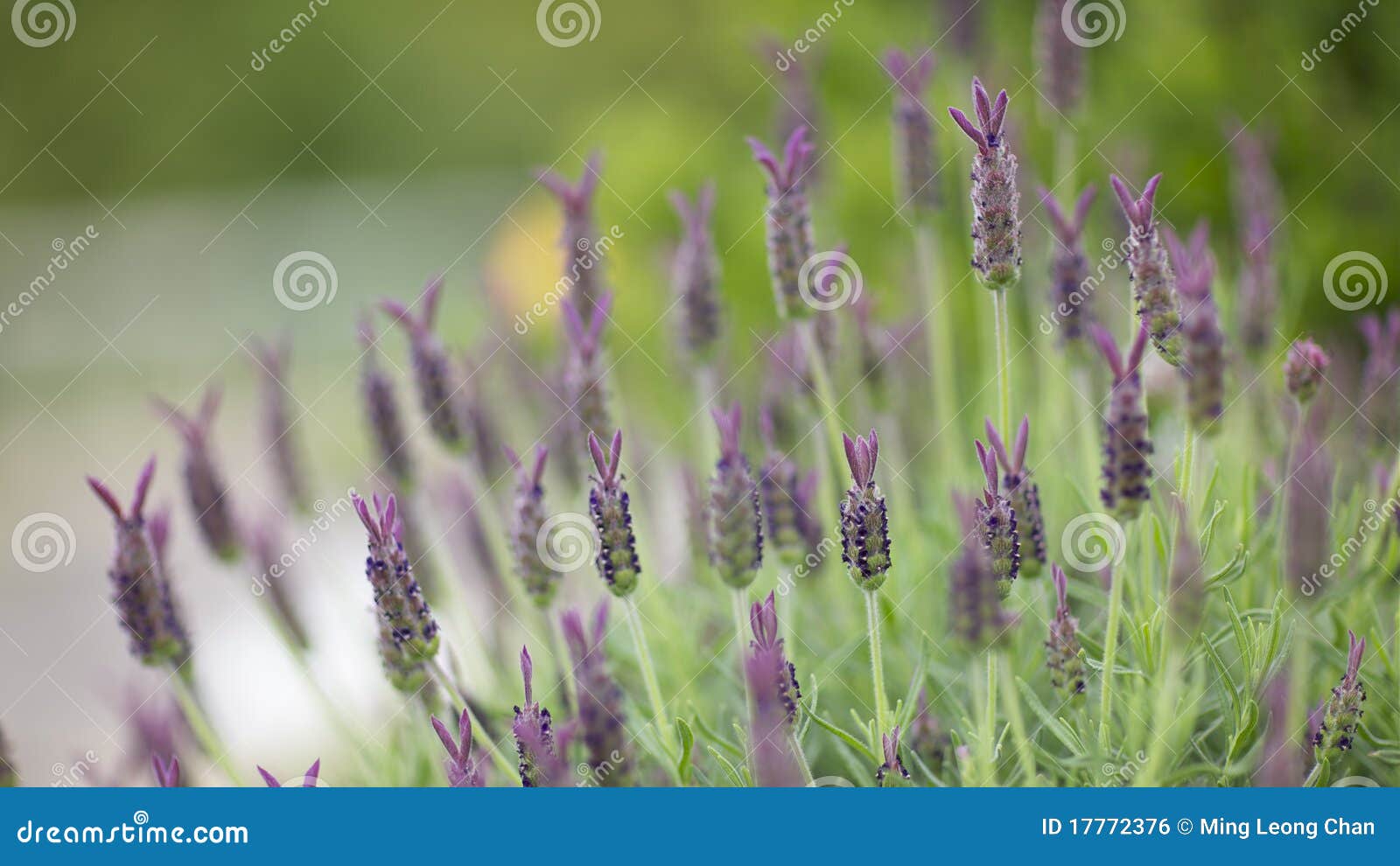 Spanish lavender flowers stock photo. Image of perennial 17772376