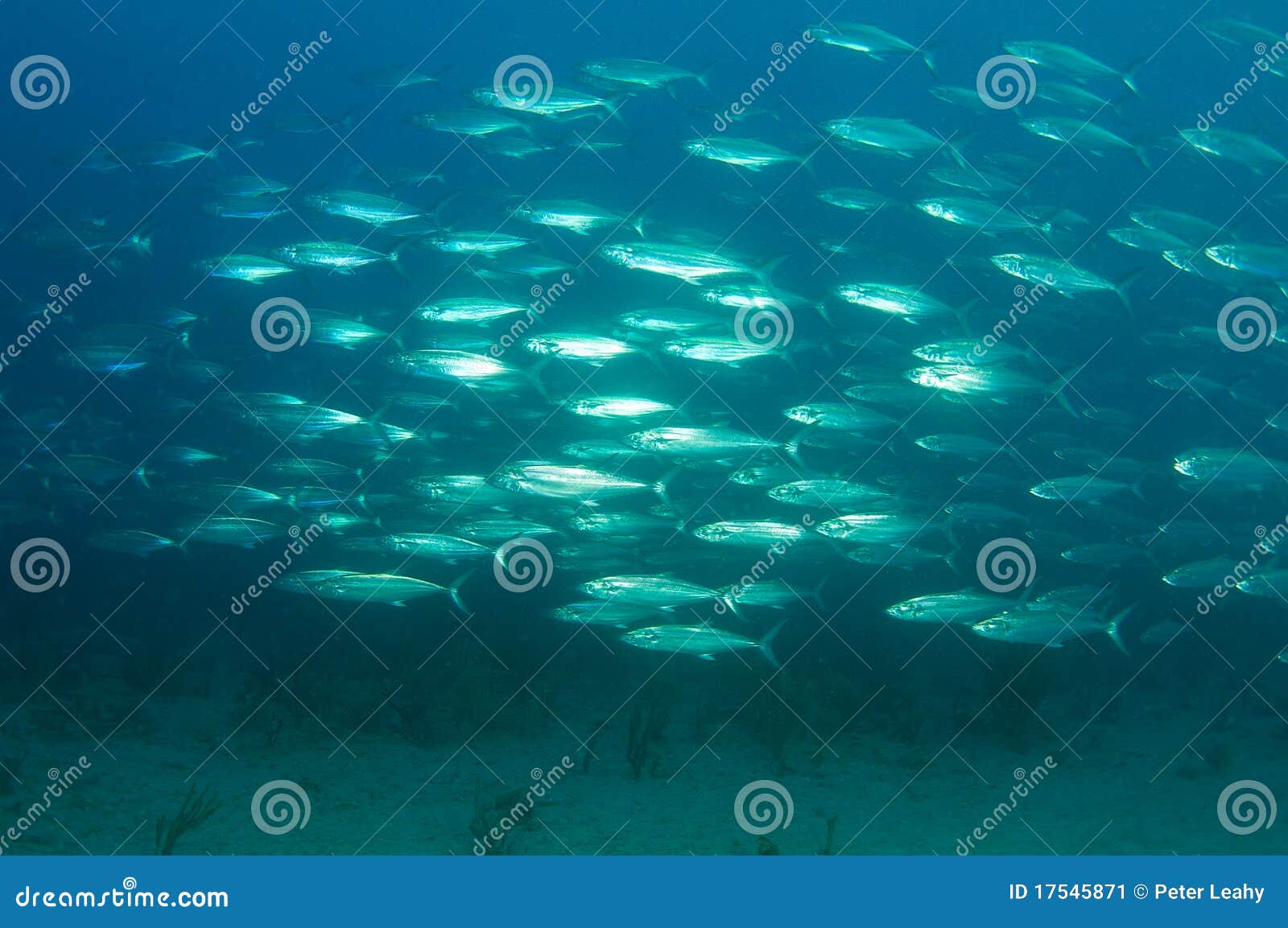 824 Mackerel Beach Stock Photos Free & RoyaltyFree Stock Photos from