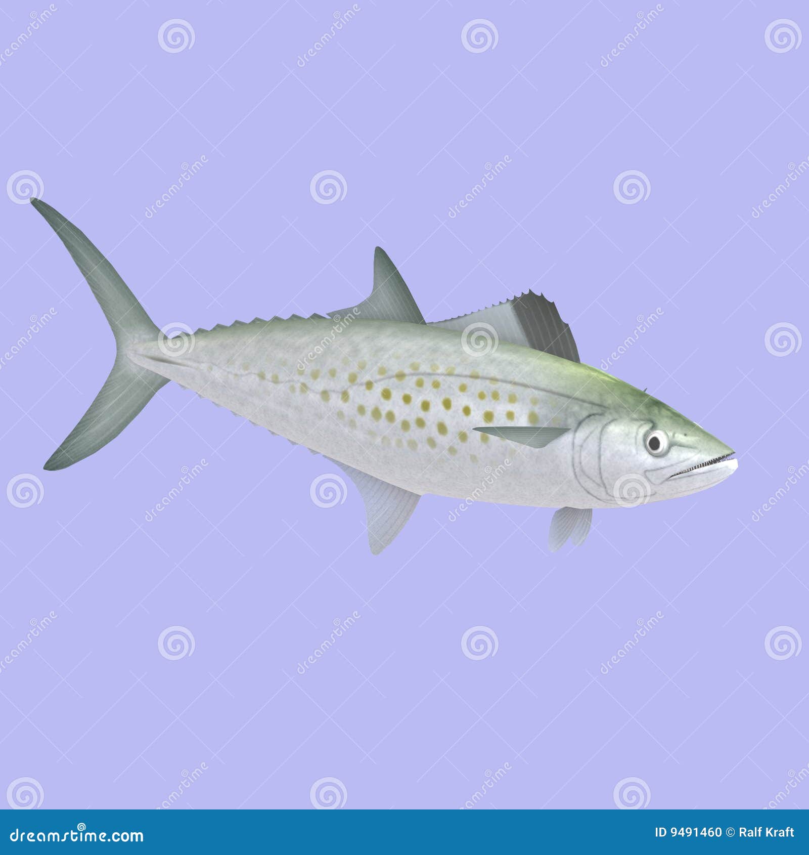 Spanish Mackerel stock illustration. Illustration of swimming 9491460