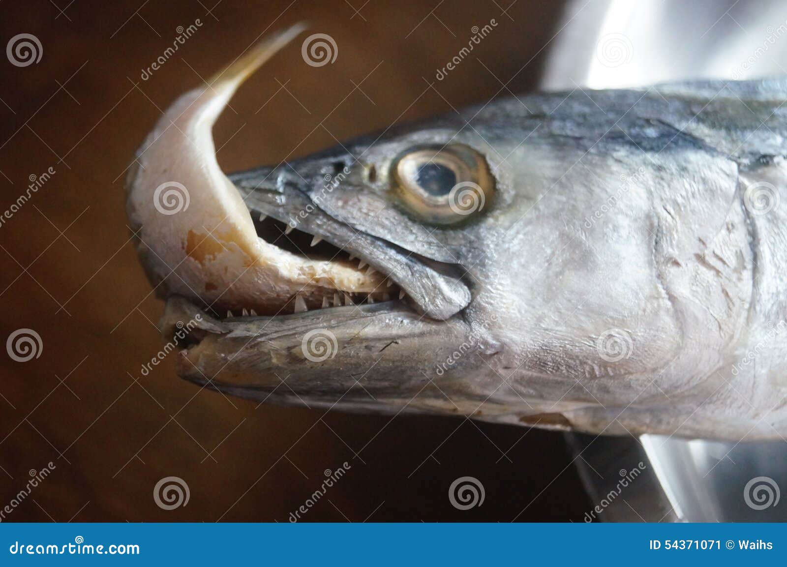 Spanish Mackerel with a Fish in His Mouth. Stock Image Image of