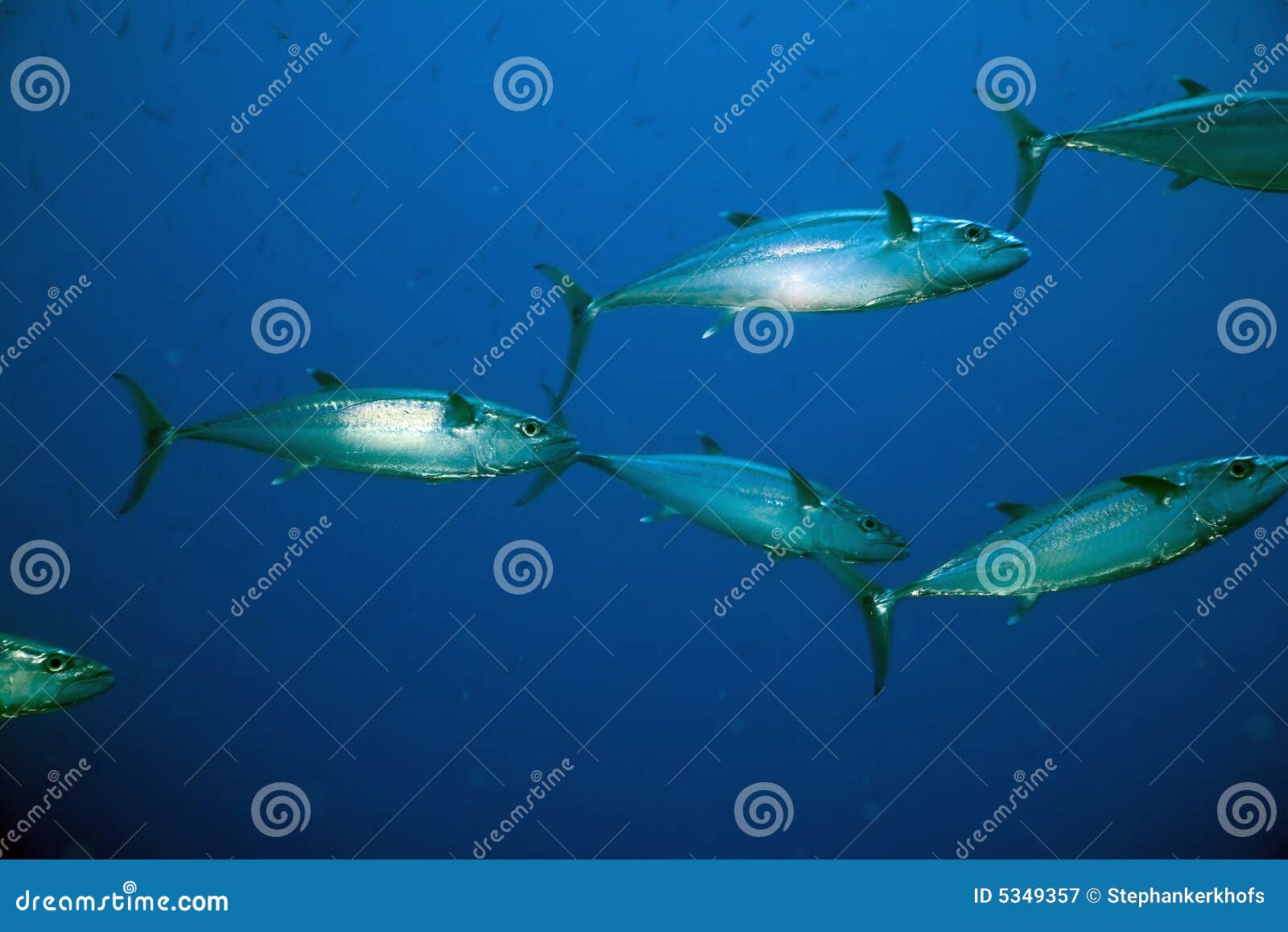 Spanish Mackerel Commerson) Stock Image Image of black