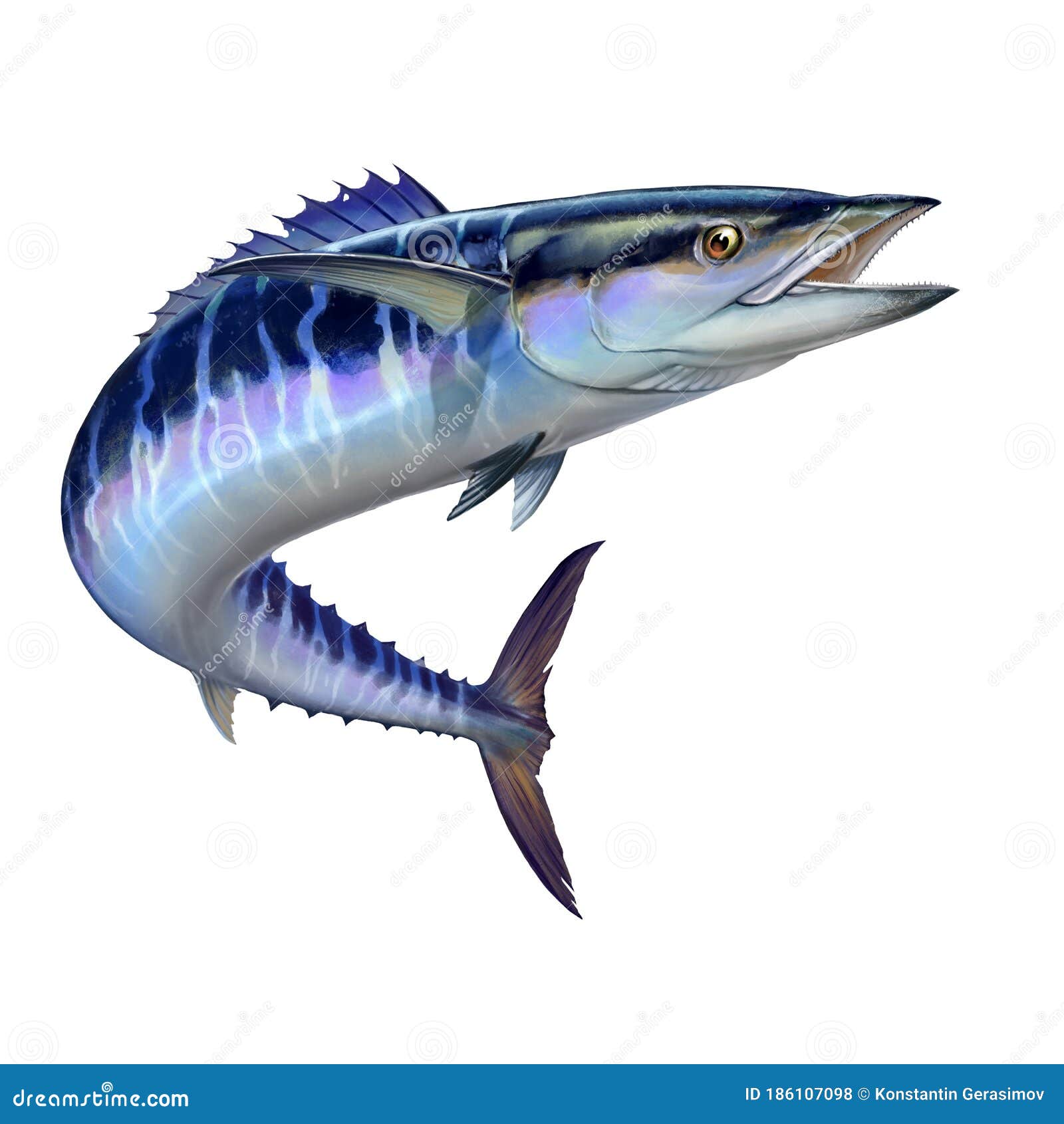 Wahoo Fish Stock Illustrations – 78 Wahoo Fish Stock Illustrations, Vectors  & Clipart - Dreamstime