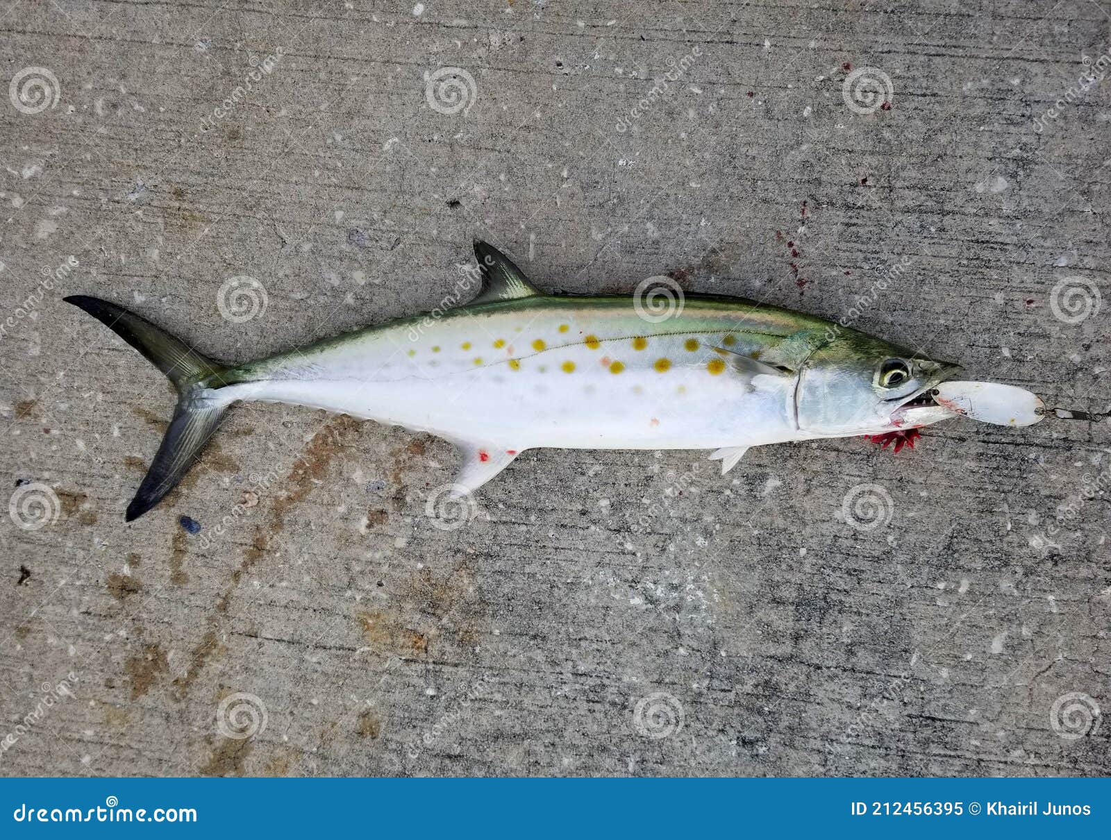 At Spanish Mackerel on the White Fishing Lure Stock Image - Image of fresh,  florida: 212456395