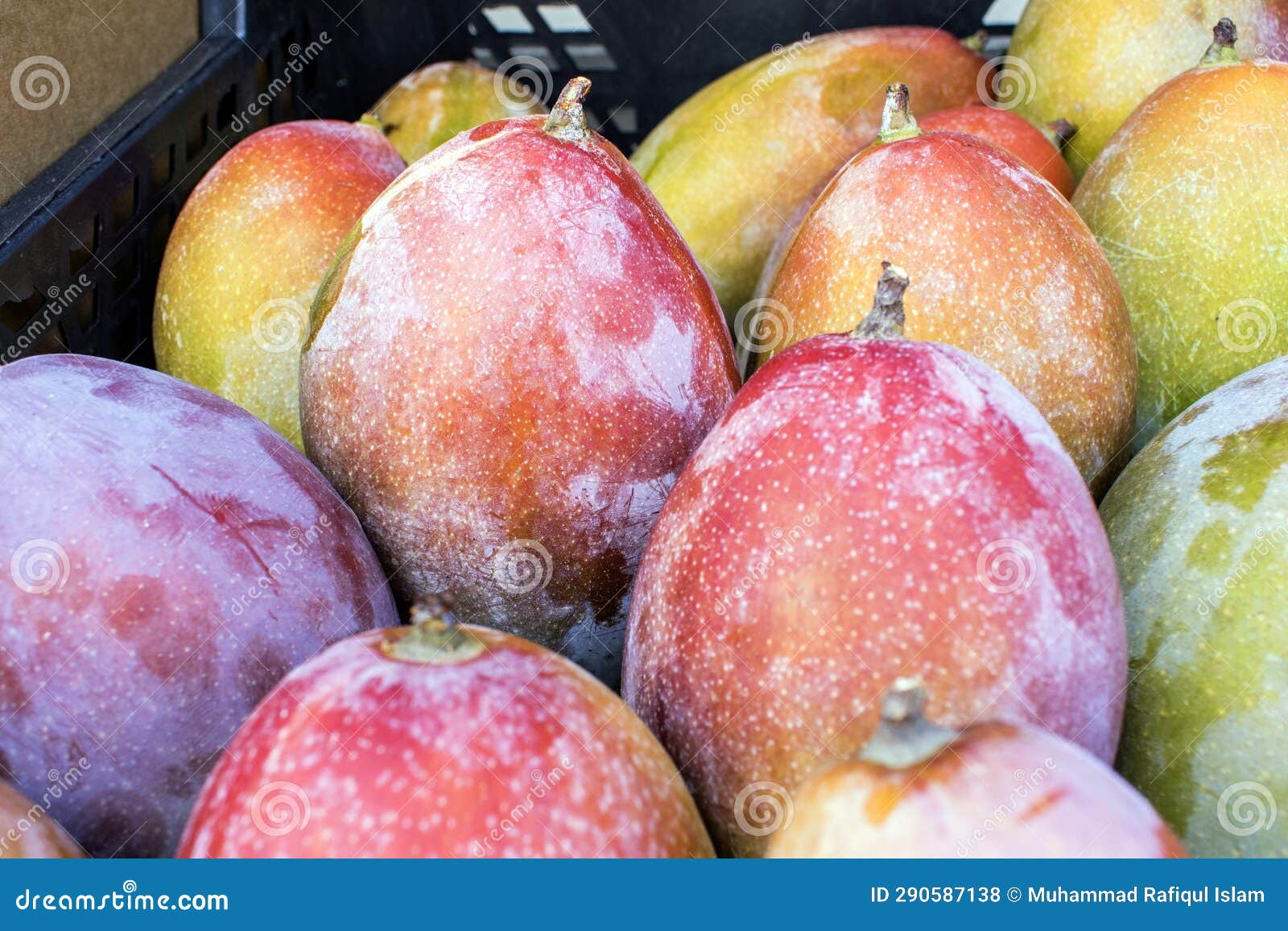 Spanish Mango a Taste of Paradise. Stock Photo Image of food, basket 290587138