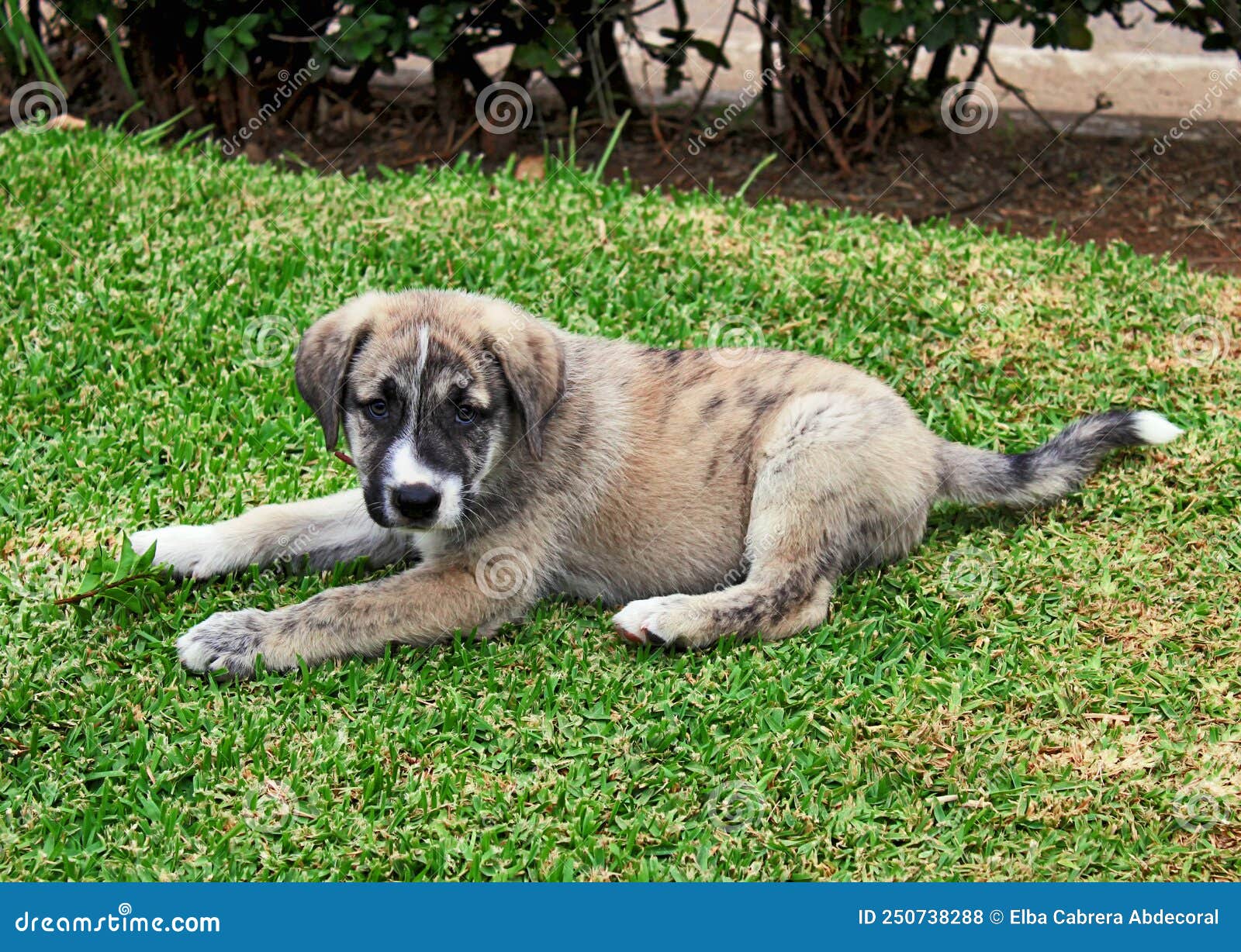 spanish mastiff puppy - dog breed