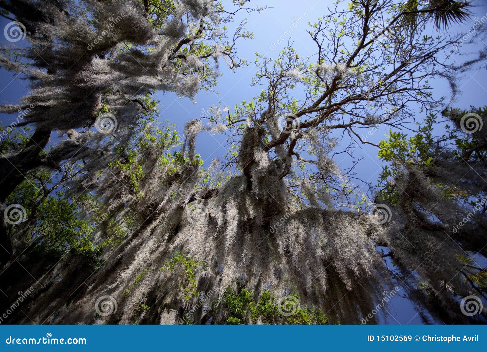 download free spanish moss download free spanish moss