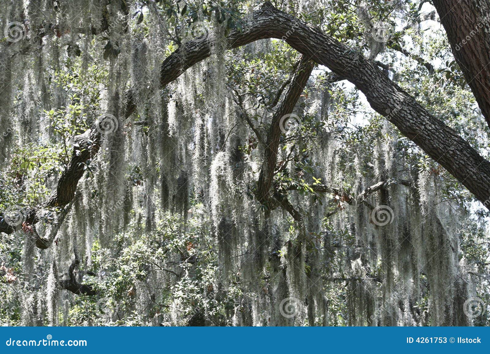 Spanish Moss Background Stock Photo 37546134
