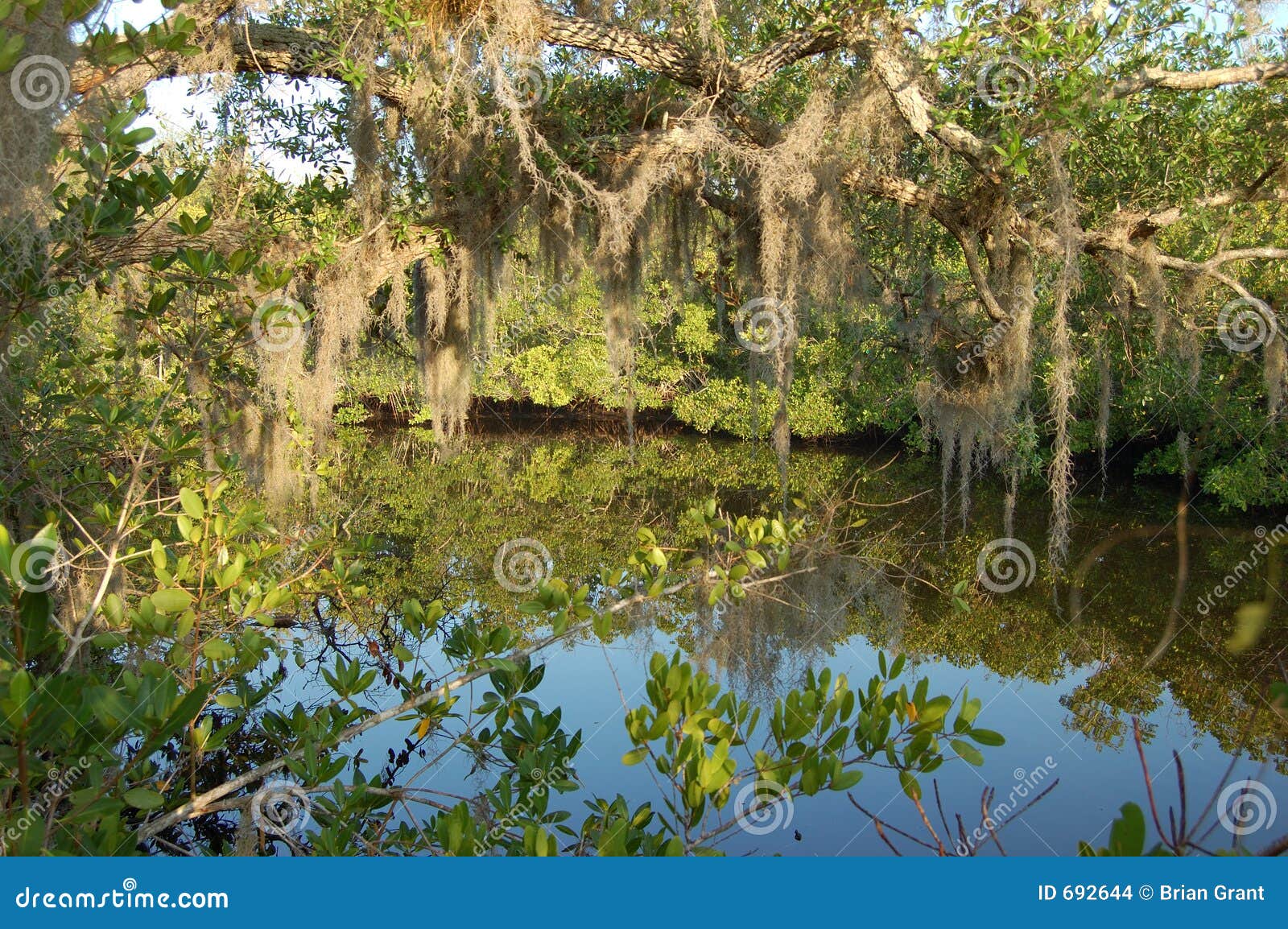Spanish Moss stock photo. Image of mangrove, water, tropical 692644