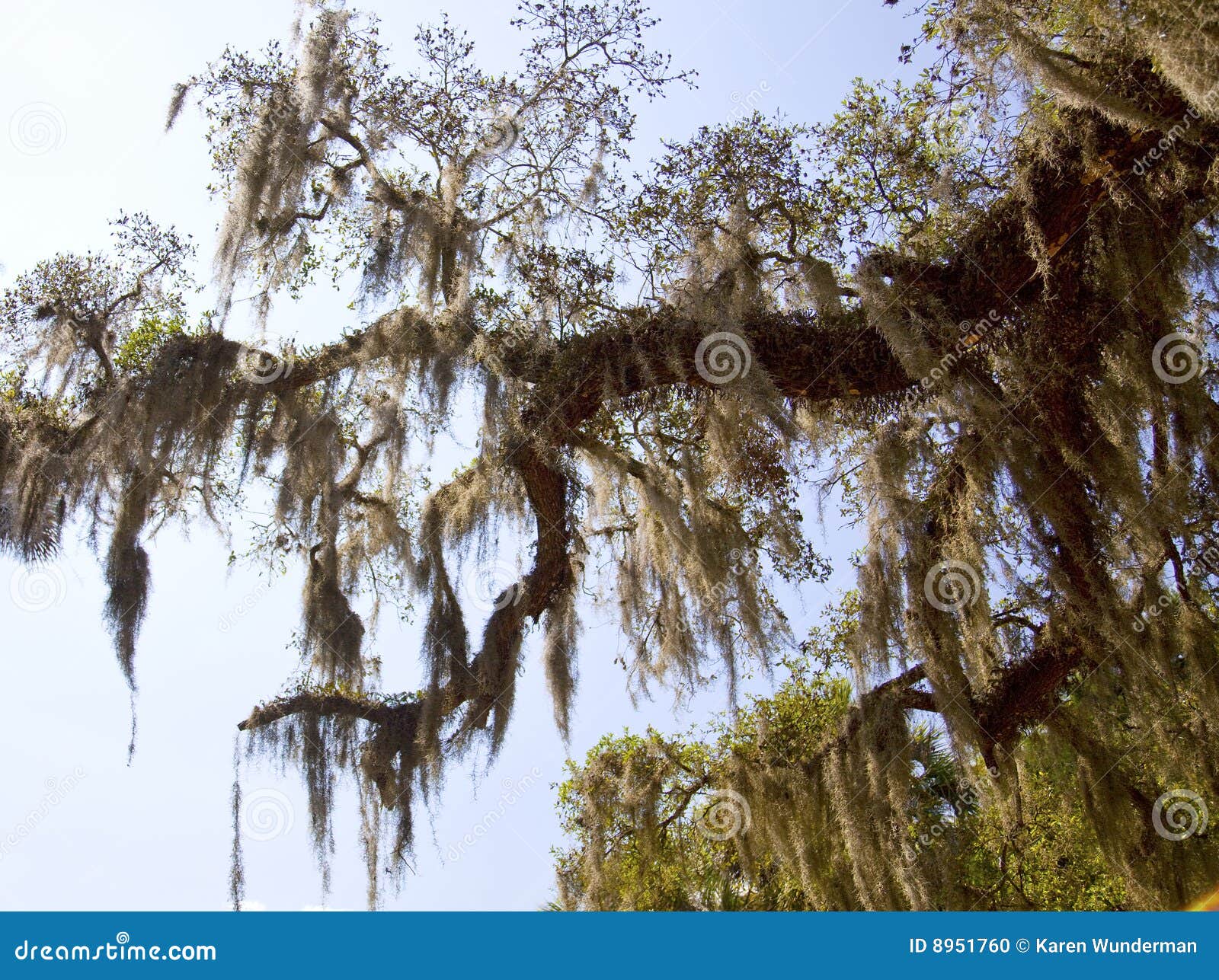 Spanish Moss stock photo. Image of live, spanish, branch 8951760