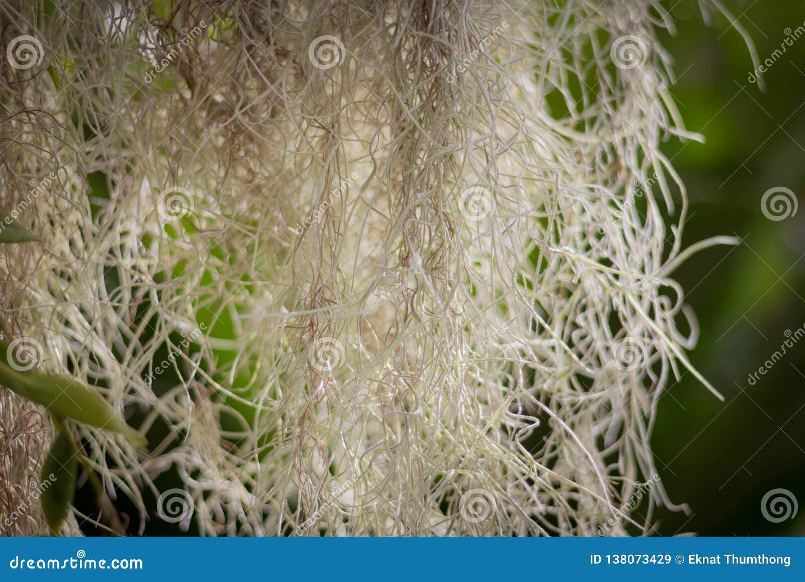 Spanish moss stock image. Image of louisiana, historic 138073429