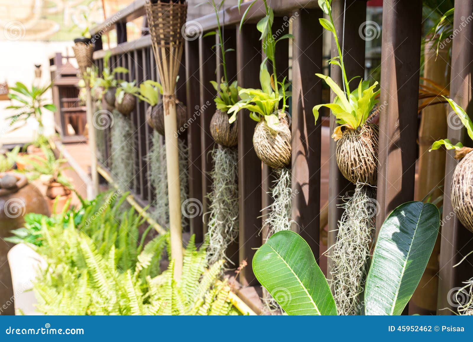 Spanish Moss Decorating on the Terrace Stock Photo Image of green