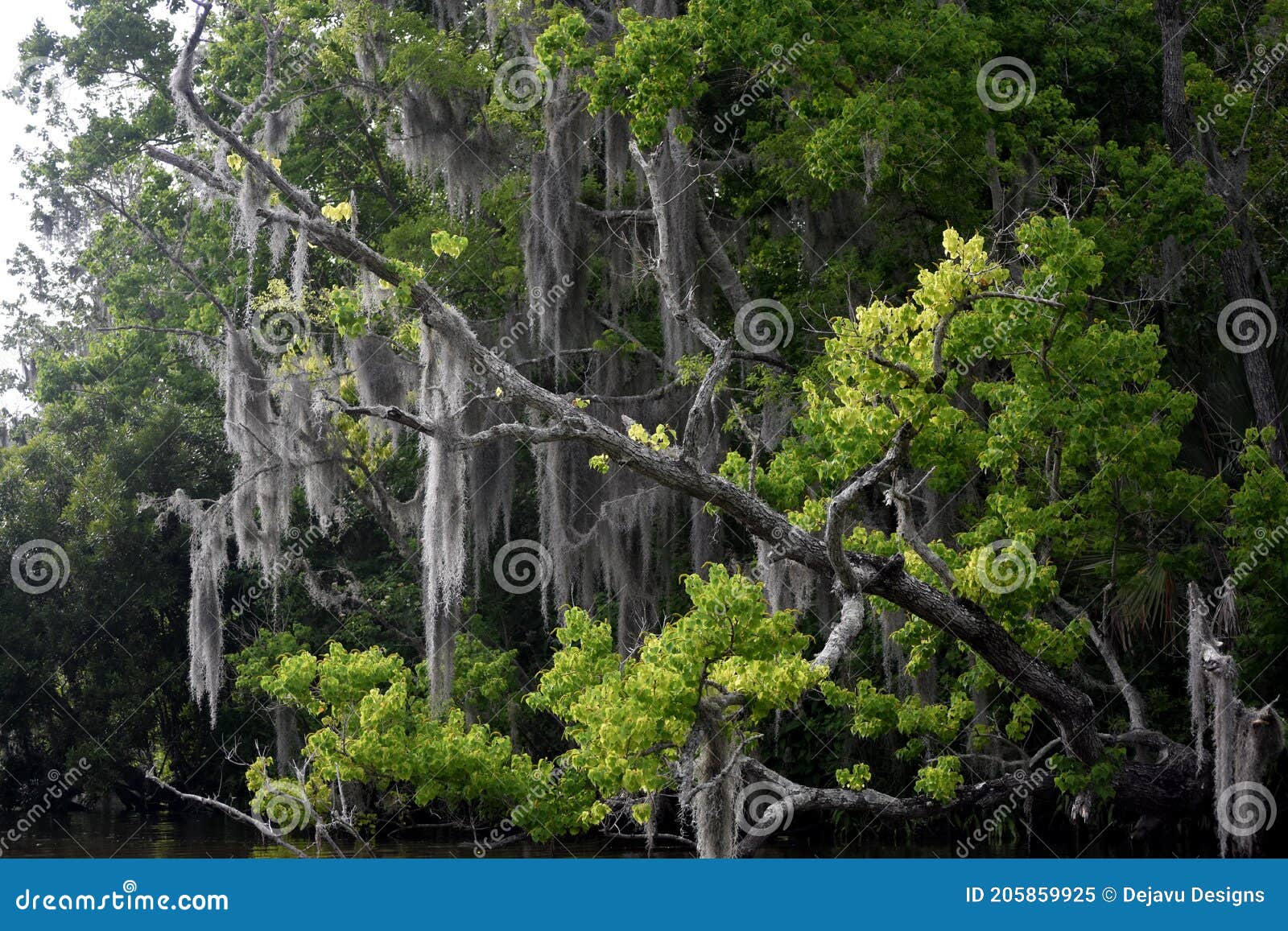 Spanish Moss Draped Over Branches in Louisiana Stock Image Image of morass, quagmire 205859925