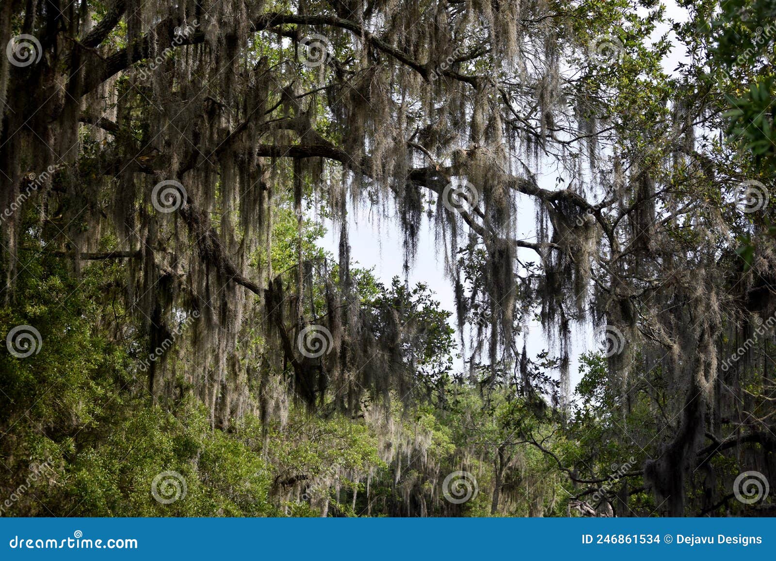 Spanish Moss Draping from Trees in Louisiana Stock Photo Image of people, swamp 246861534