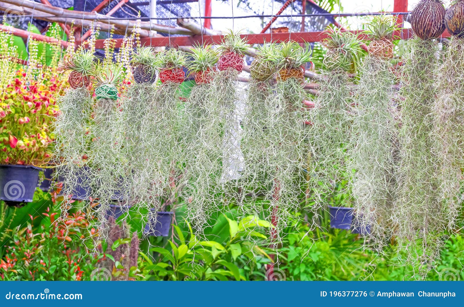 Spanish Moss Flower Plant or Tillandsia Usneoides and Silver Vase ...