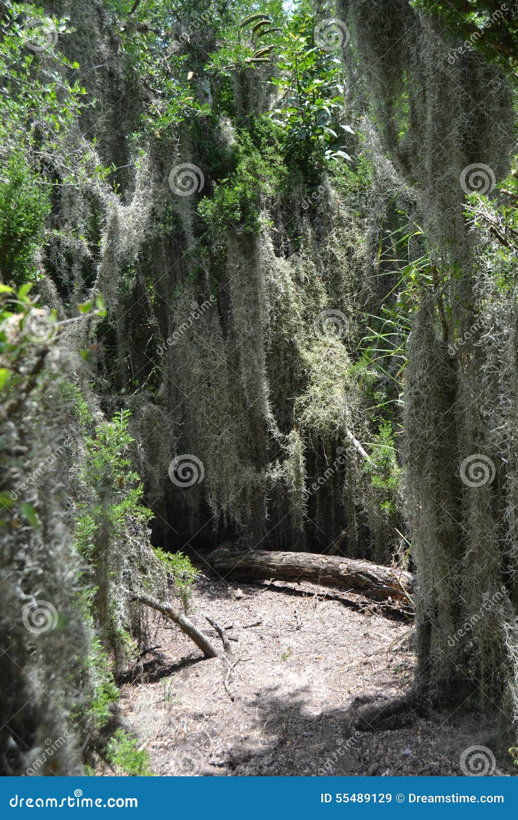 spanish moss growing freely among trees