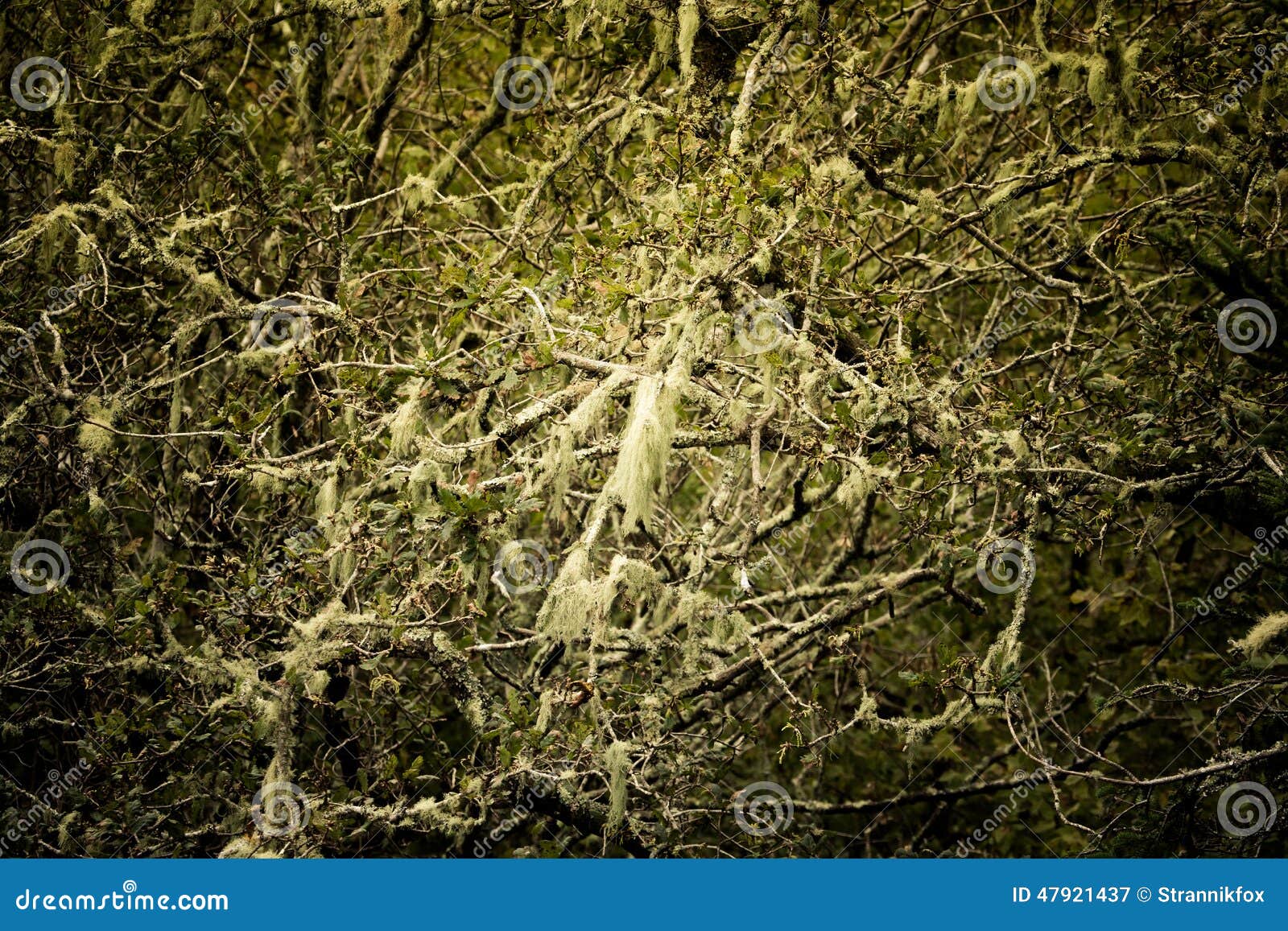 Spanish Moss Growing on Tree Stock Image Image of flora, branch 47921437