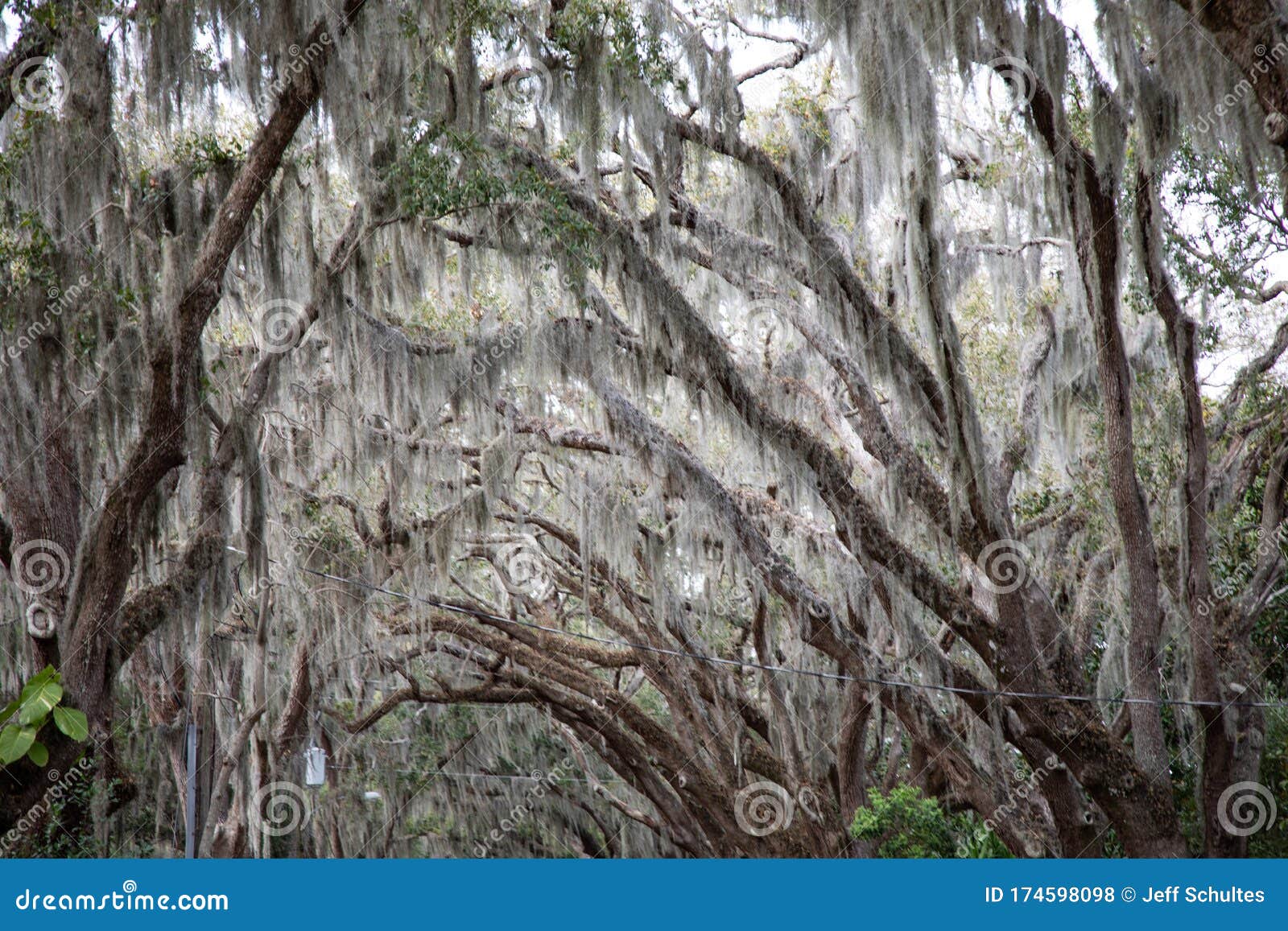 Spanish Moss stock photo. Image of growing, nature, tillandsia 174598098
